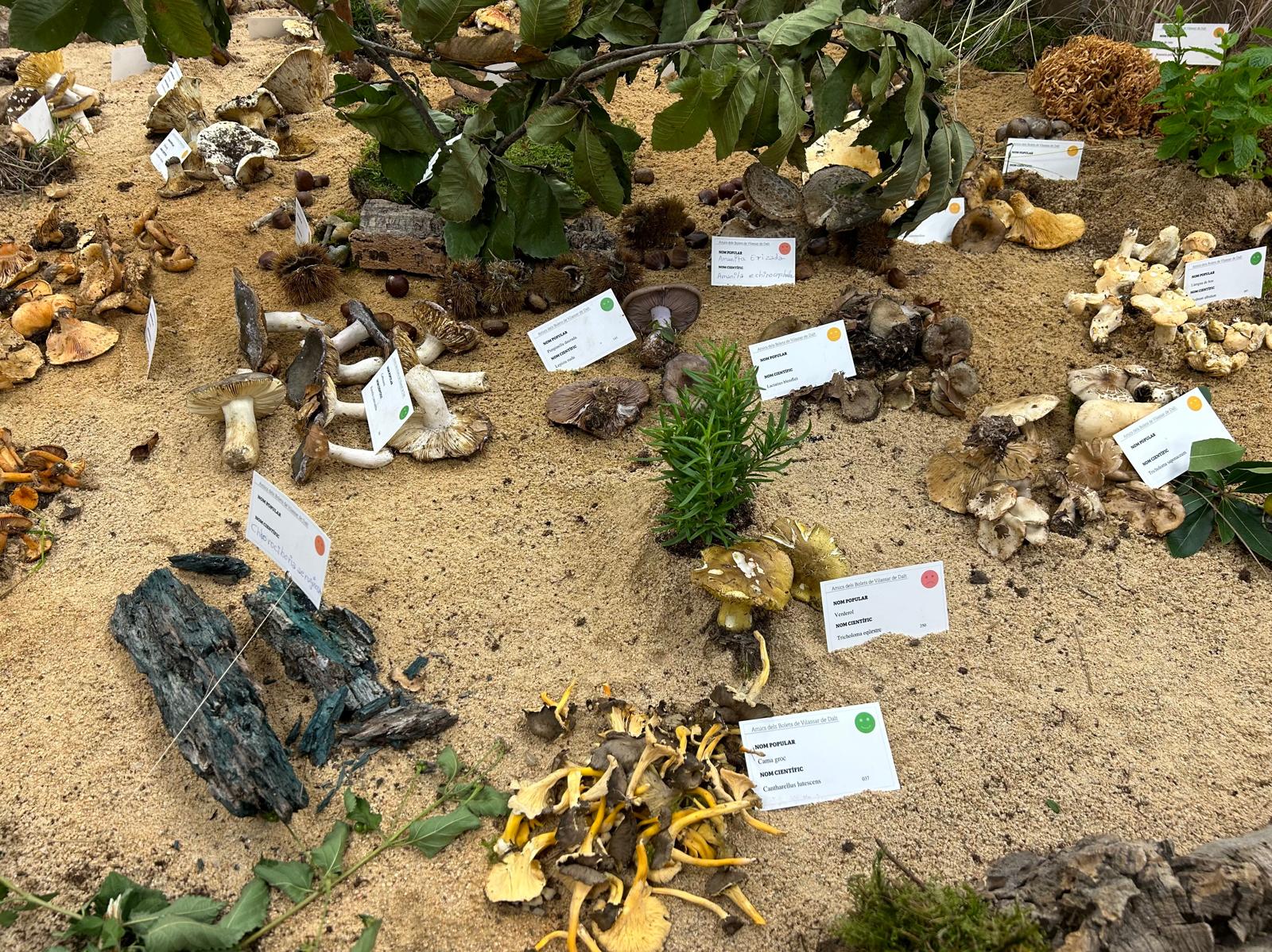 Fira del Bolet Fira del Bolet